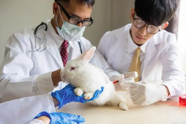 醫療器械大動物實驗：解密臨床前驗證的關鍵步驟
