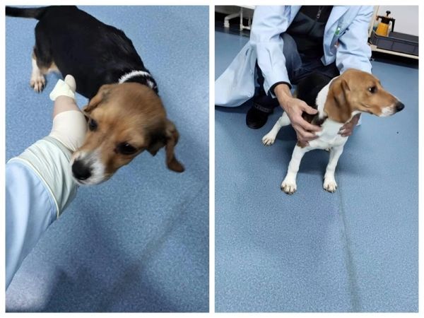 研究人員培育出人類永久性新生兒糖尿病犬模型
