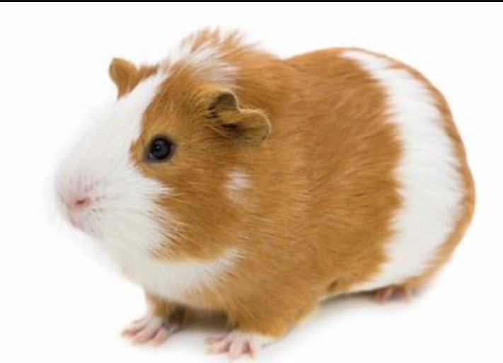 豚鼠生物學特性