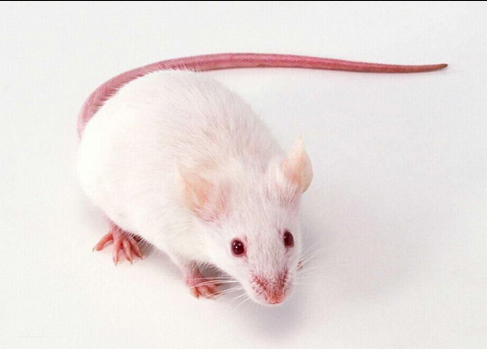 實驗動物小鼠