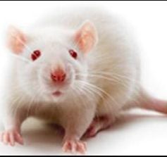 國家動物模型信息平臺收錄心肌組織特異性Dnmt1敲除大鼠模型
