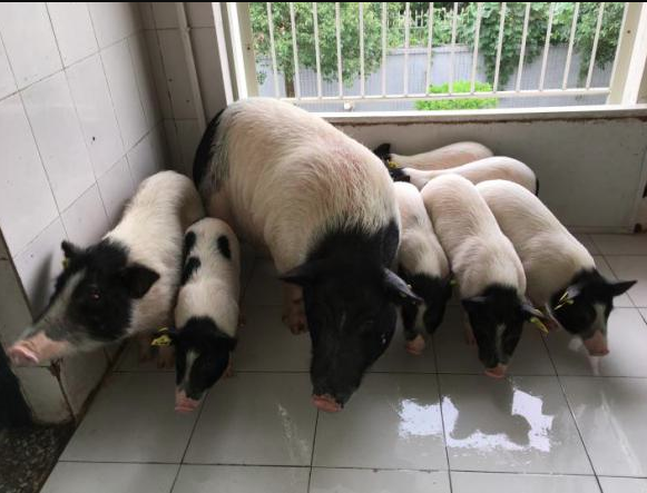 實驗動物小型豬