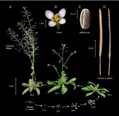 經(jīng)典的模式生物都有哪些？大腸桿菌、擬南芥、近交系小鼠、果蠅
