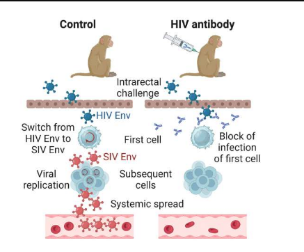 Cell Rep Med：揭示特殊抗體保護機體抵御HIV感染背后的分子機制
