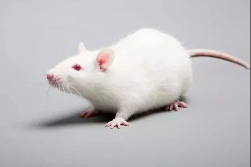 一只實(shí)驗(yàn)動物的“替身告白”