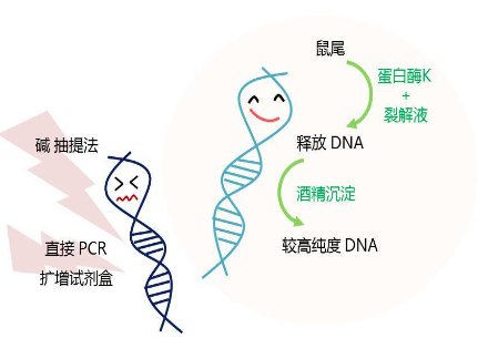基因分型過程中需要注意什么細節？提取DNA、制備DNA、DNA模板濃度等因素都有影響