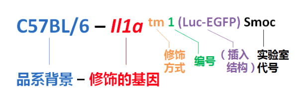 【小鼠大學問】基因工程小鼠的命名規則