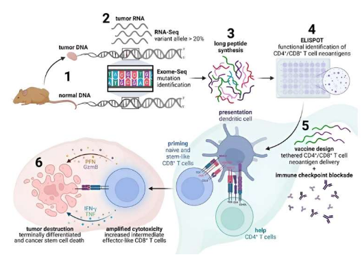 Nat Immunol & JCI：科學家有望利用輔助性T細胞來幫助治療人類癌癥