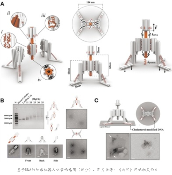 全DNA納米機器人可探索細胞過程