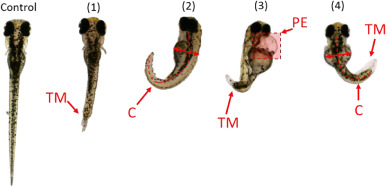 1-s20-S2666765722000436-gr3.jpg