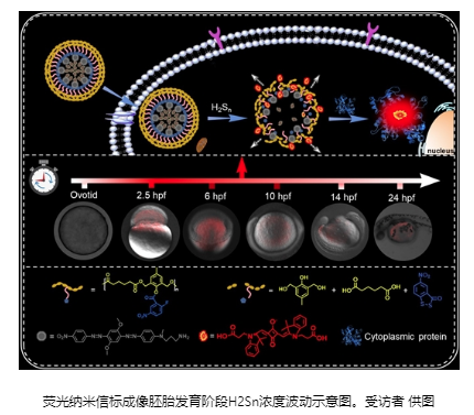 長沙理工大學(xué)和湖南師范大學(xué)： 斑馬魚實(shí)驗(yàn)揭示內(nèi)源性多硫化氫在胚胎發(fā)育階段濃度變化