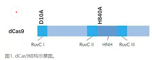CRISPRi與CRISPRa的區(qū)別|如何對(duì)體內(nèi)內(nèi)源基因調(diào)控