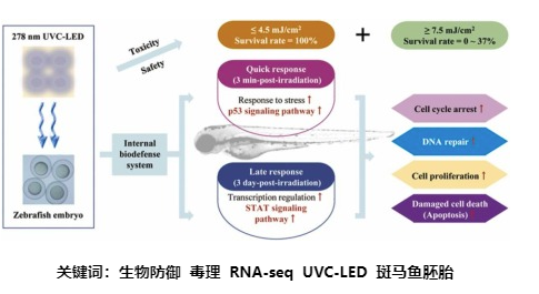 斑馬魚胚胎對(duì)UVC輻射反應(yīng)的轉(zhuǎn)錄組分析