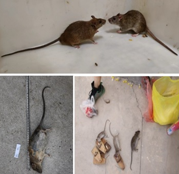 動物研究所揭示黃胸鼠耐受低溫的局限性并預測其擴張范圍