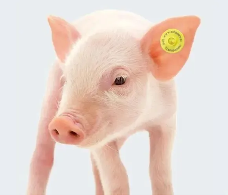 干貨滿滿！實(shí)驗(yàn)動物常用標(biāo)記方法有哪些？看這篇足夠了-江蘇網(wǎng)站制作