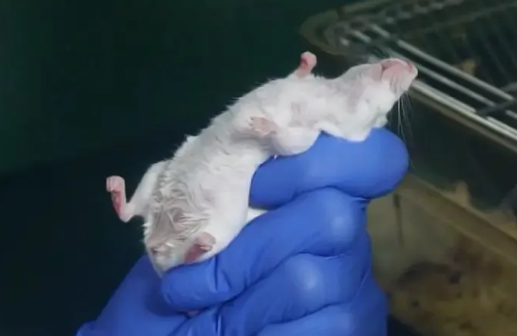 動物實驗技術 | 小鼠灌胃難不難？掌握這兩點，輕松給小鼠灌胃！-江蘇網站制作