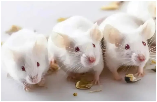 做動物實驗，我們要分幾組？每組要幾只動物？怎么分配動物？一文全解答！-江蘇網站制作