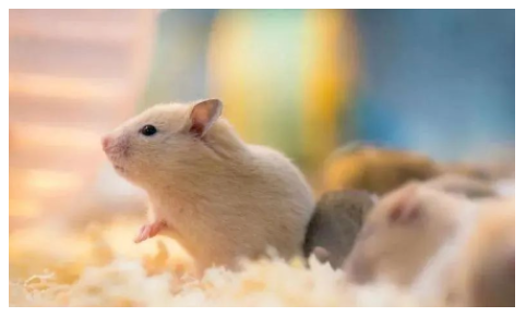 動物行為學的實驗方法及評分方法-江蘇網站制作