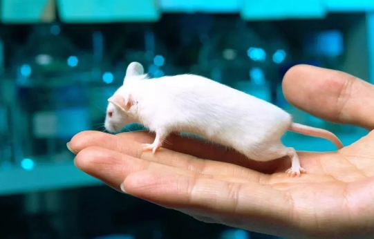 醫療器械動物試驗研究，一般分為幾種？-江蘇網站制作
